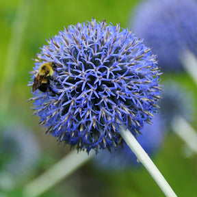Vente Boule azurée Blue Globe
