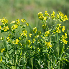 Euphorbe de Waldstein Betten - Euphorbia waldsteinii betten - Willemse