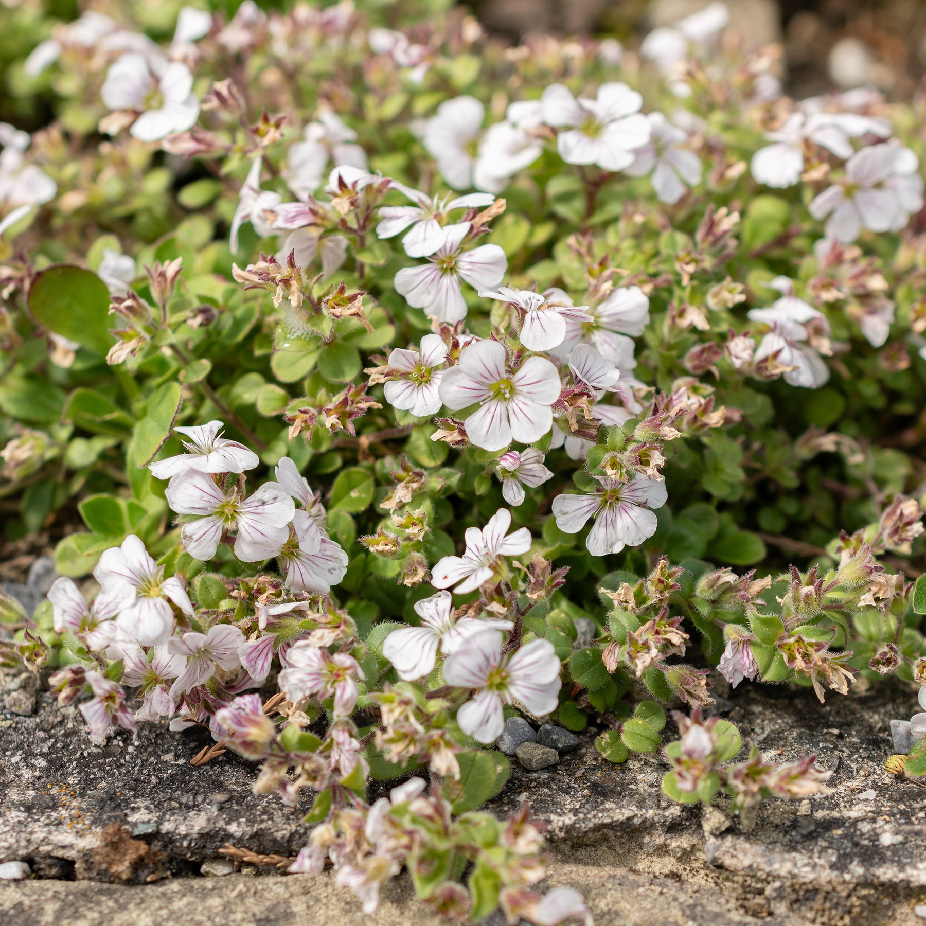Gypsophile en coussin - Gypsophila cerastioides - Willemse