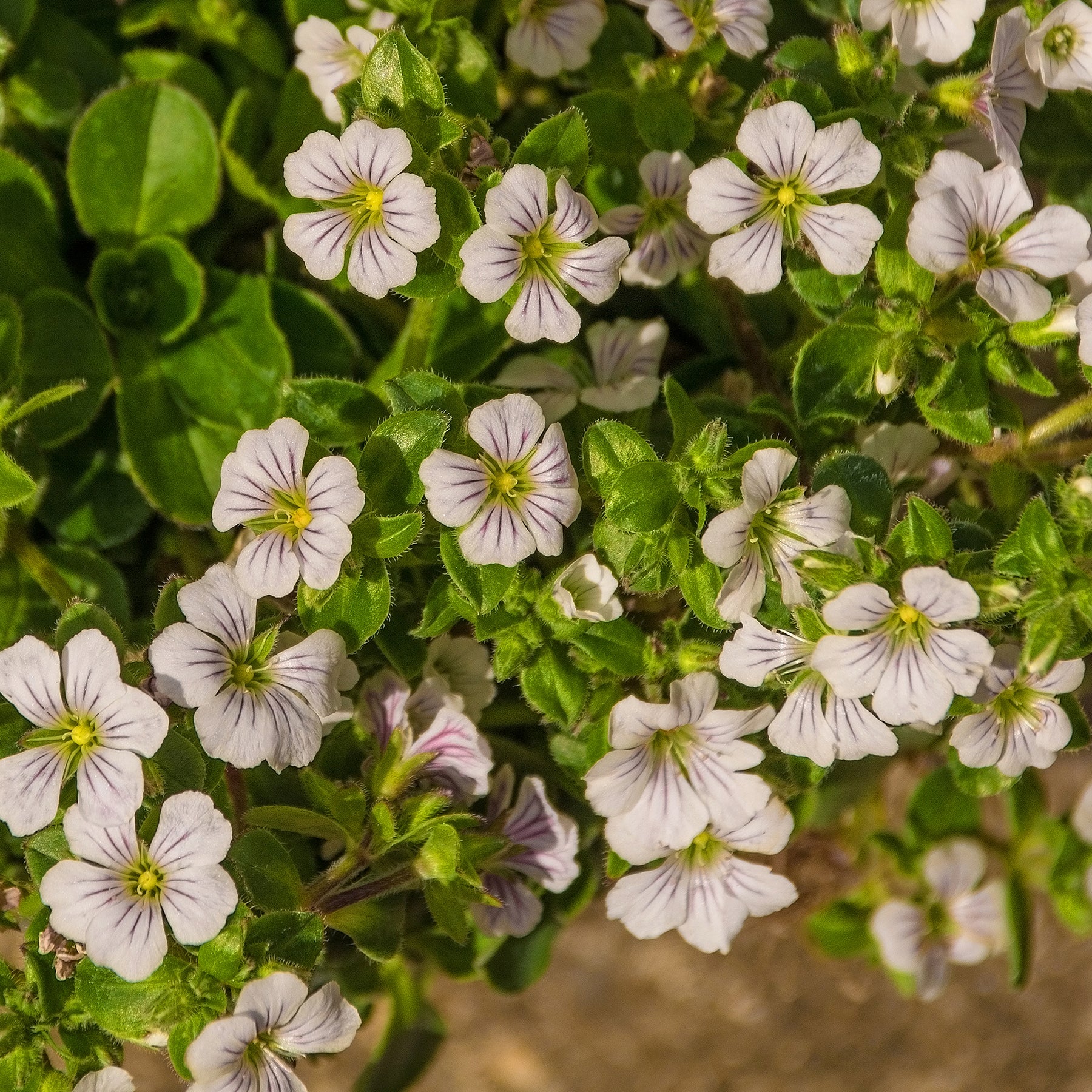 Vente Gypsophile en coussin - Gypsophila cerastioides