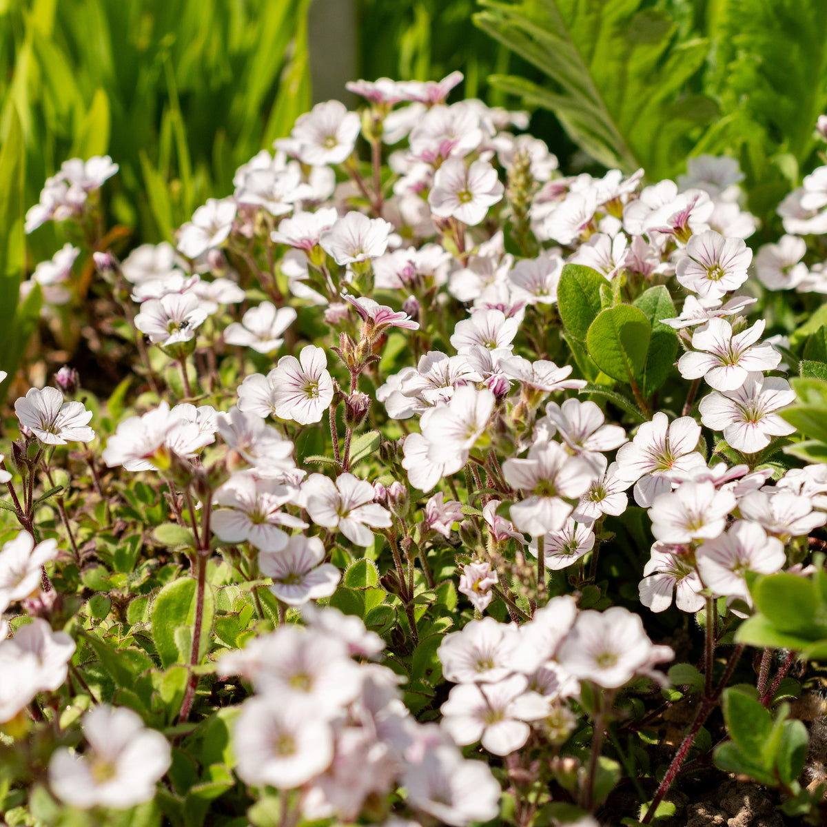 Gypsophile en coussin - Gypsophila cerastioides - Willemse