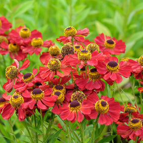 Hélénie Red Jewel - Helenium red jewel - Willemse