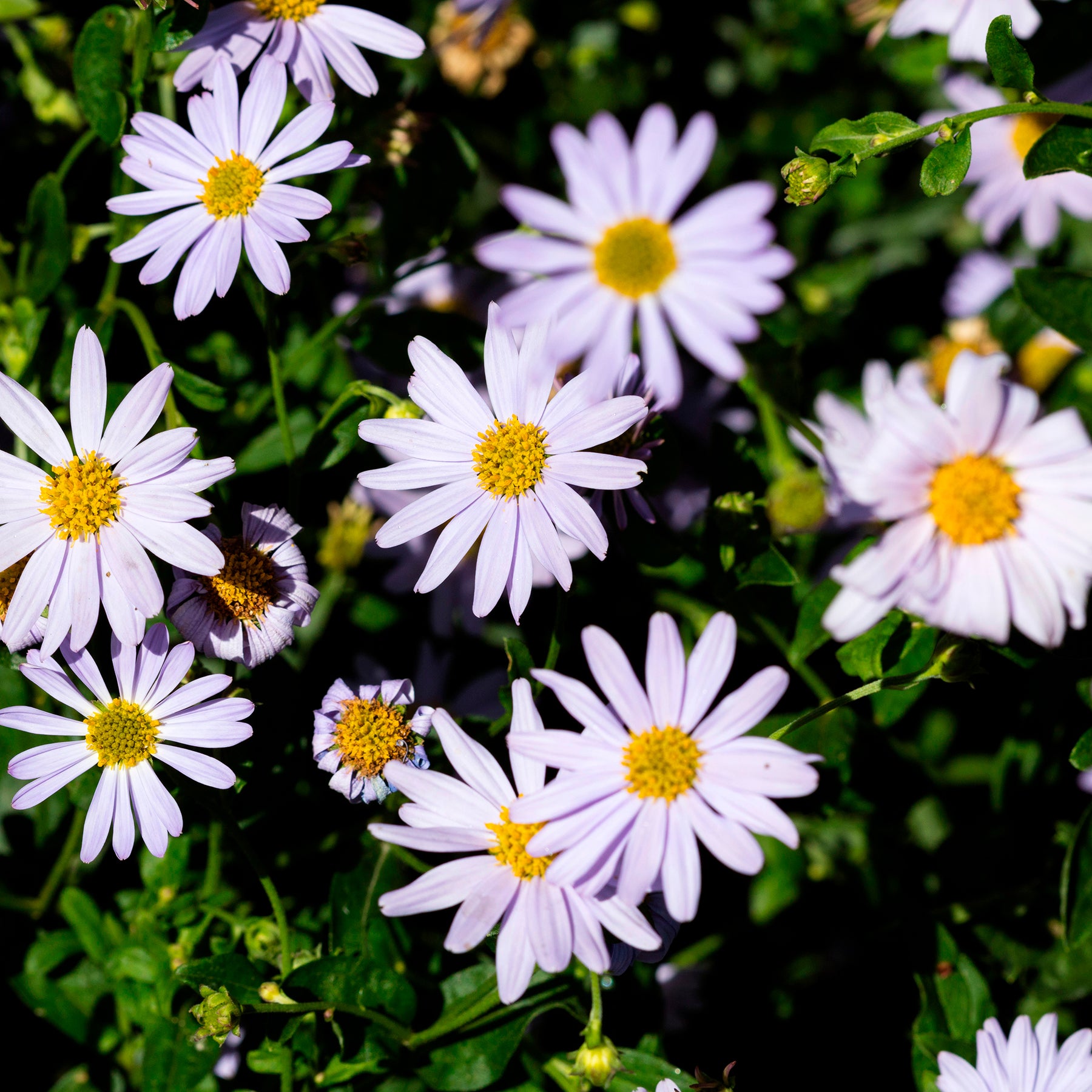 Kalimeris incisa - Kaliméris - Kalimeris