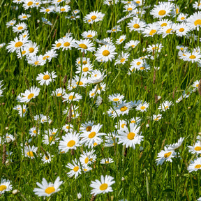 Leucanthemum vulgare - Marguerite commune - Marguerite
