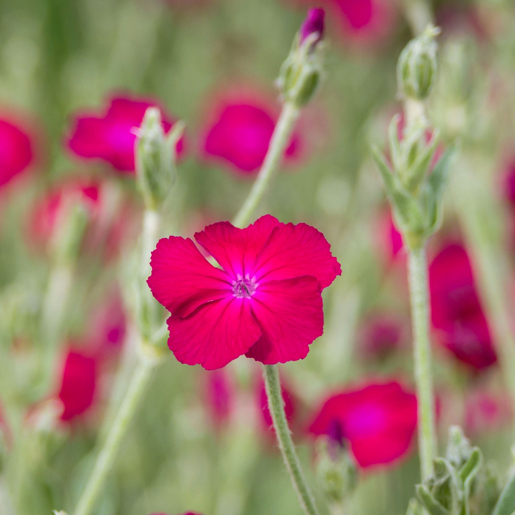 Lychnis coronaria atrosanguinea - Coquelourde des jardins Atrosanguinea - Lychnis - Coquelourdes