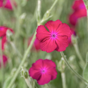 Coquelourde des jardins Atrosanguinea - Lychnis coronaria atrosanguinea - Willemse