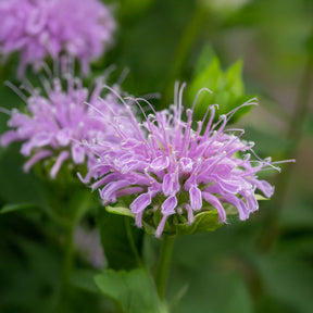 Monarde à feuille de menthes - Monarda fistulosa ssp menthifolia - Willemse