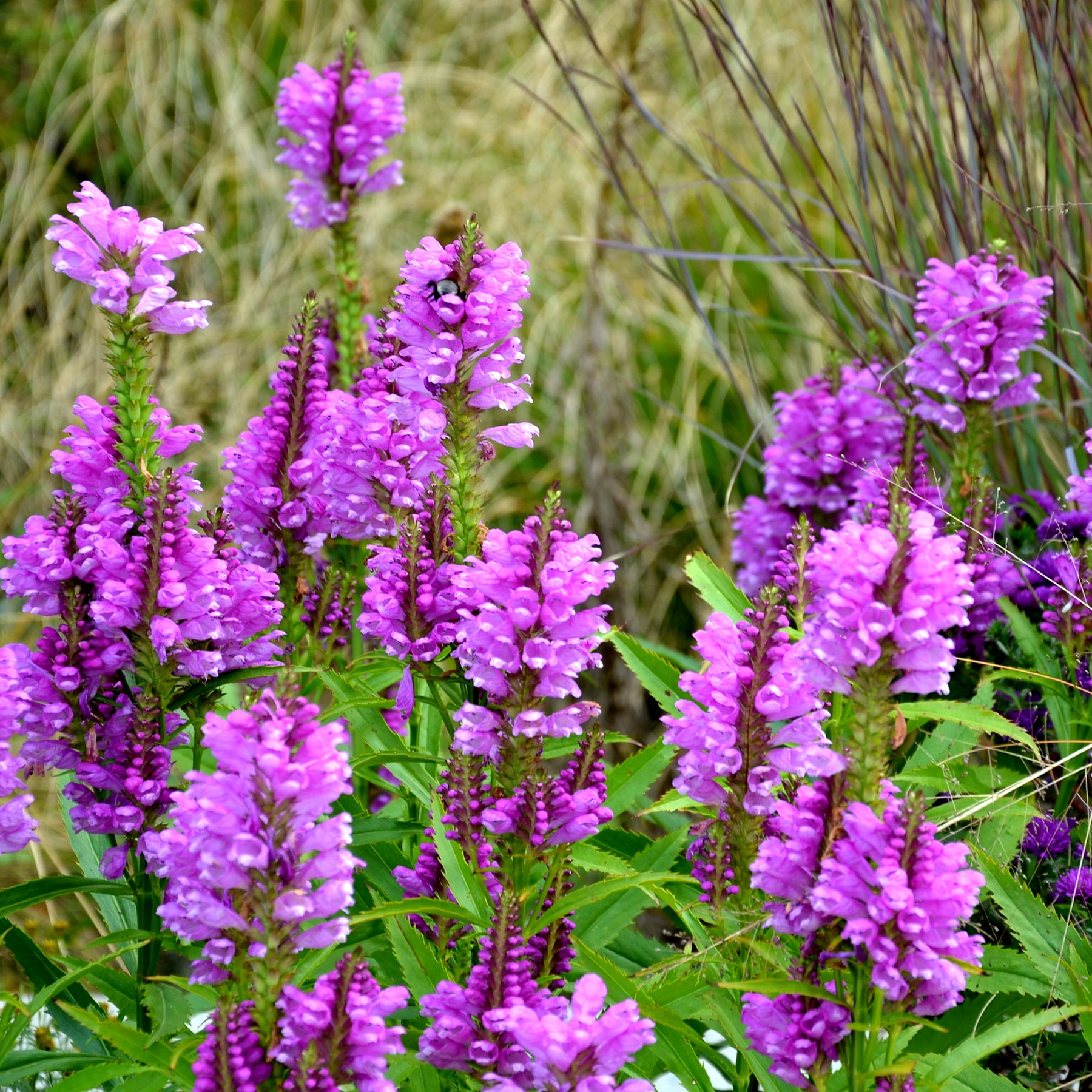Cataleptique Vivid - Physostegia virginiana Vivid - Willemse