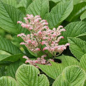 Rodgersia - Rodgersia henrici - Rodgersia henrici