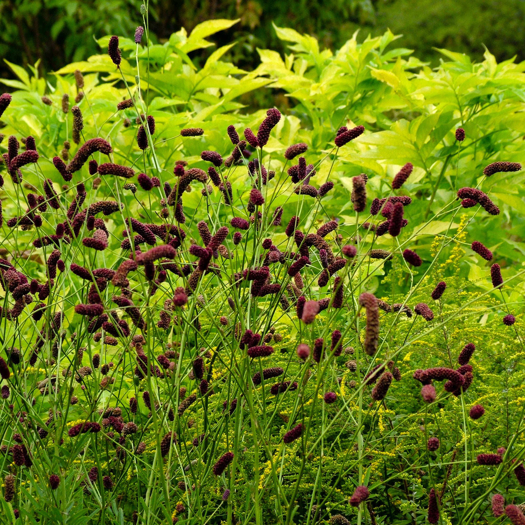 Sanguisorba tenuifolia Purpurea - Pimprenelle à fines feuilles pourpre - Sanguisorbe - Pimprenelle