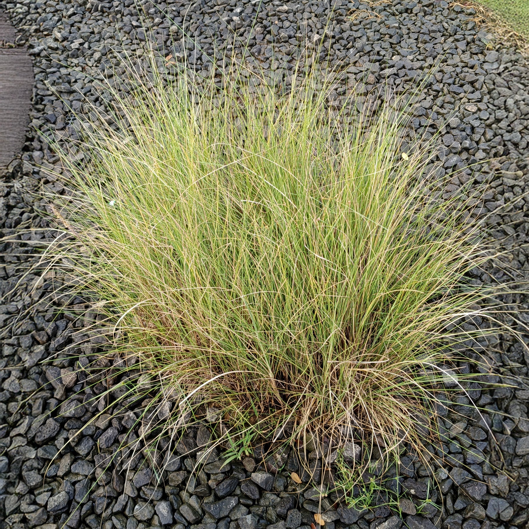 Herbe d'amour courbée