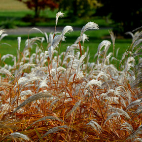 Eulalie Dronning Ingrid Roseau de Chine - Miscanthus sinensis dronning ingrid - Willemse