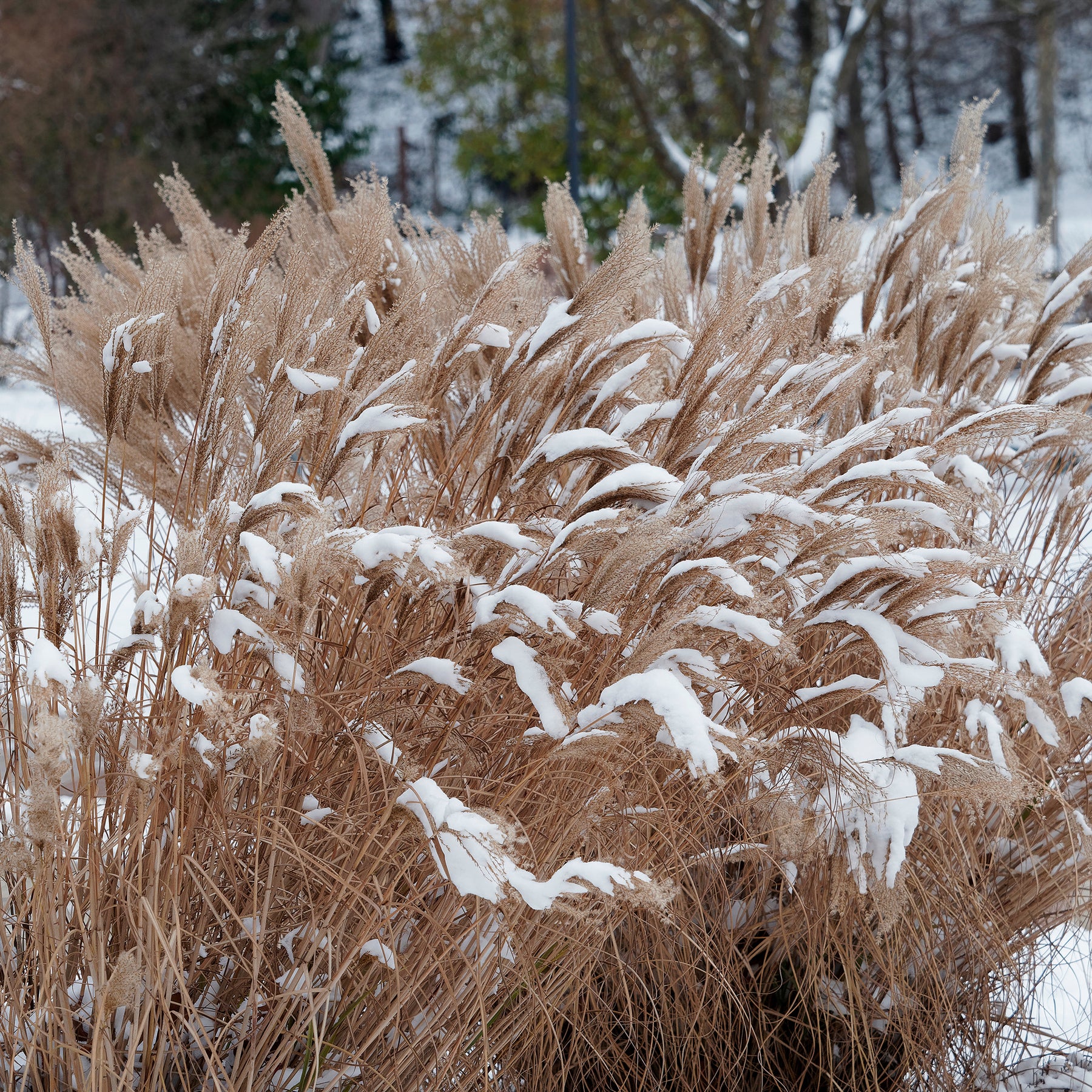 Vente Eulaliee Kaskade - Miscanthus sinensis Kaskade