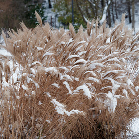 Vente Eulaliee Kaskade - Miscanthus sinensis Kaskade