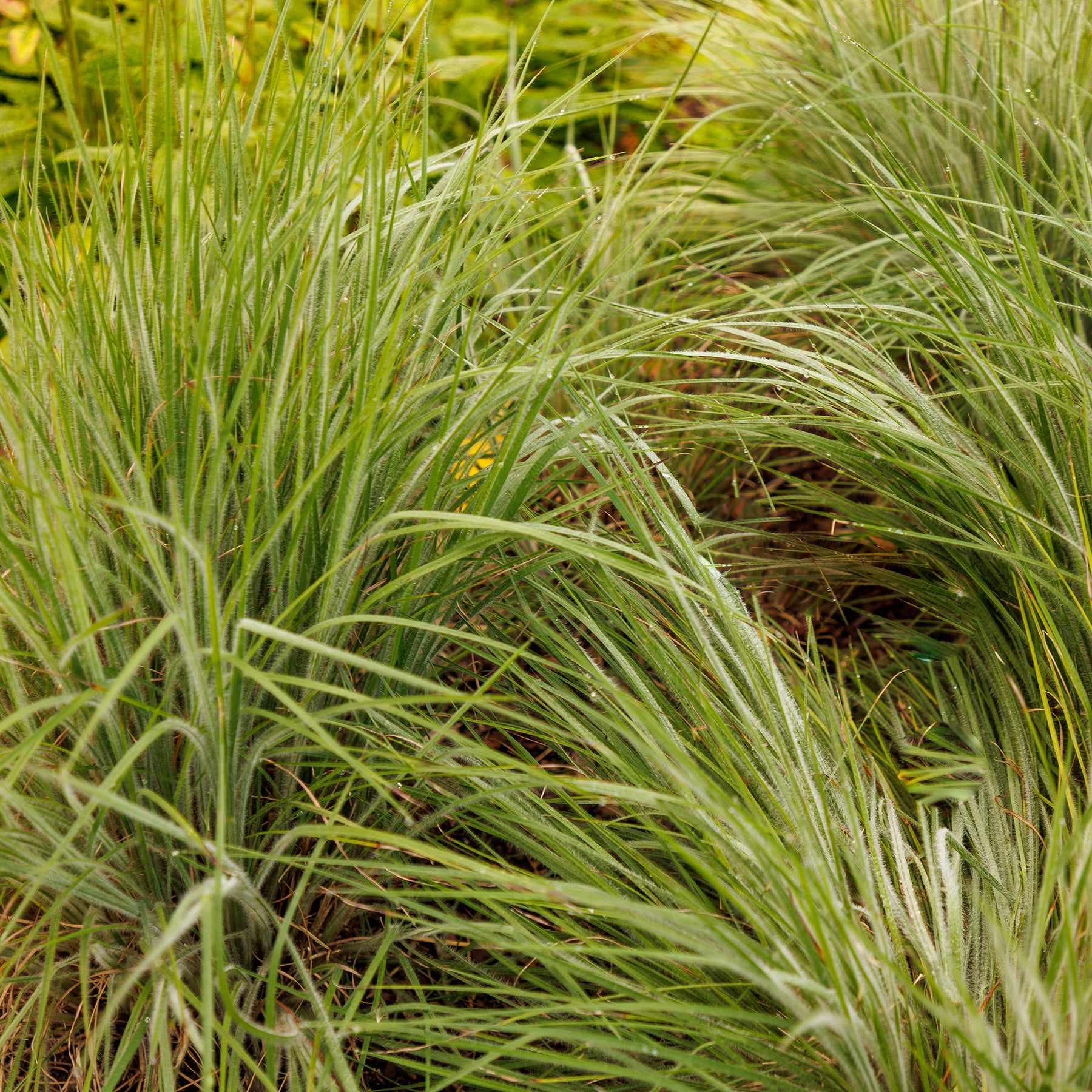 Schizachyrium scoparium Ha Ha Tonka - Andropogon Ha Ha Tonka - Schizachyrium