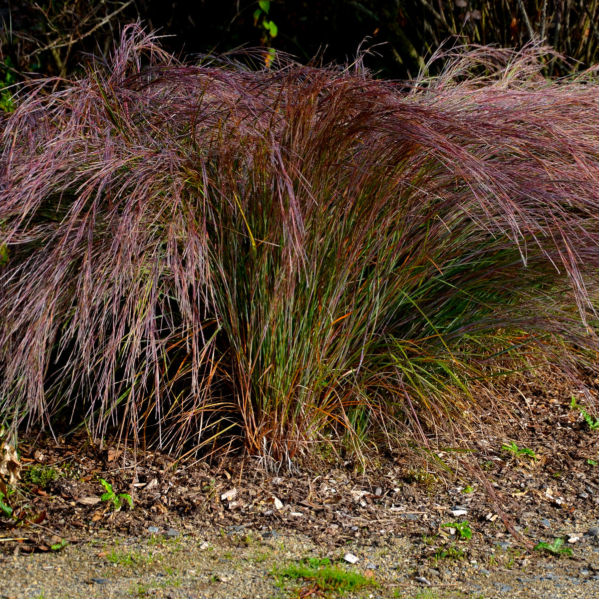 Andropogon Standing Ovation - Schizachyrium scoparium Standing Ovation - Willemse