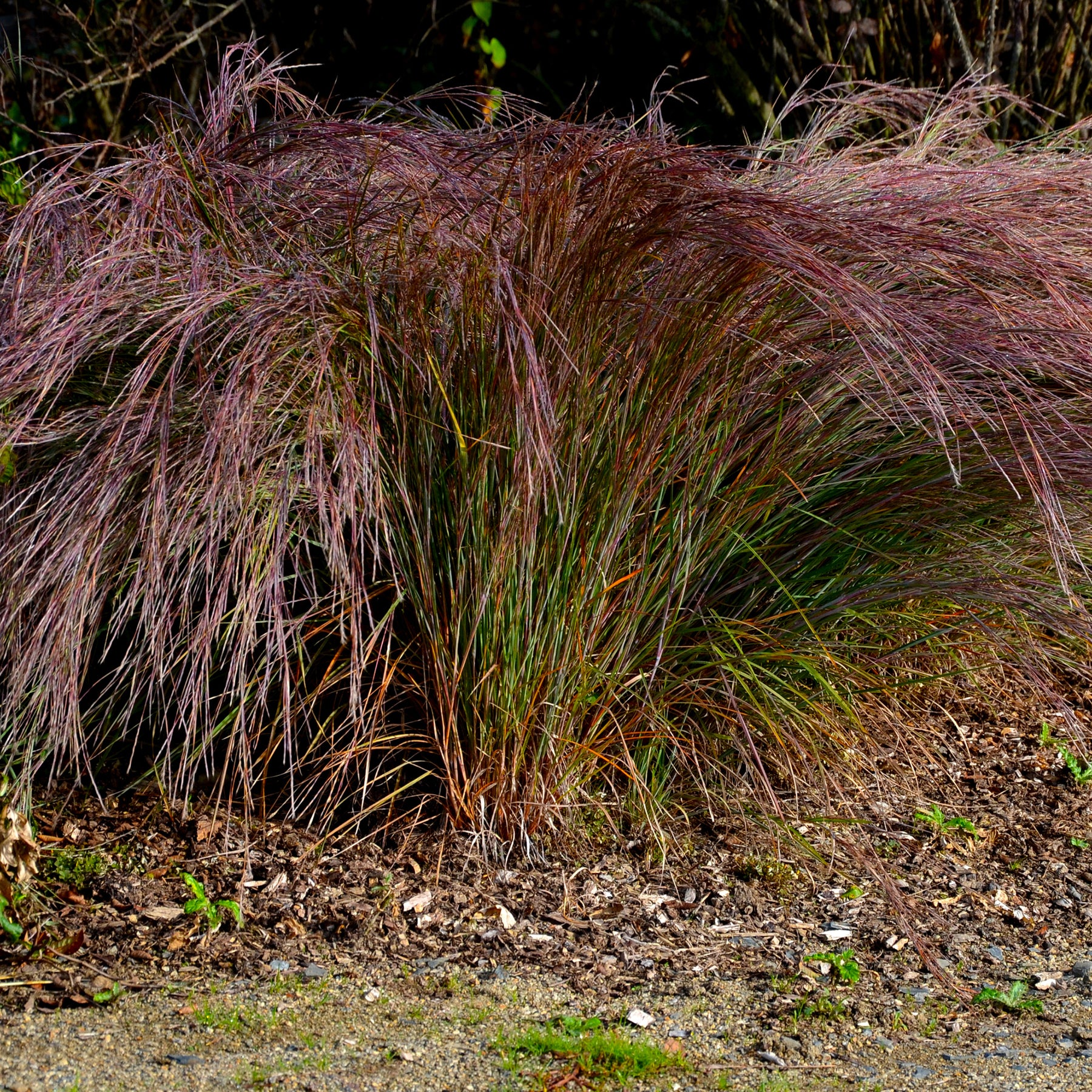 Andropogon Standing Ovation - Schizachyrium scoparium Standing Ovation - Willemse