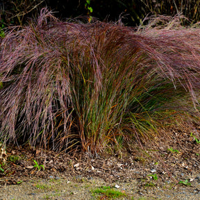 Andropogon Standing Ovation - Schizachyrium scoparium Standing Ovation - Willemse