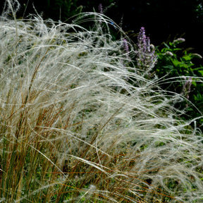 Stipa pulcherrima - Stipe admirable - Stipe - Stipa