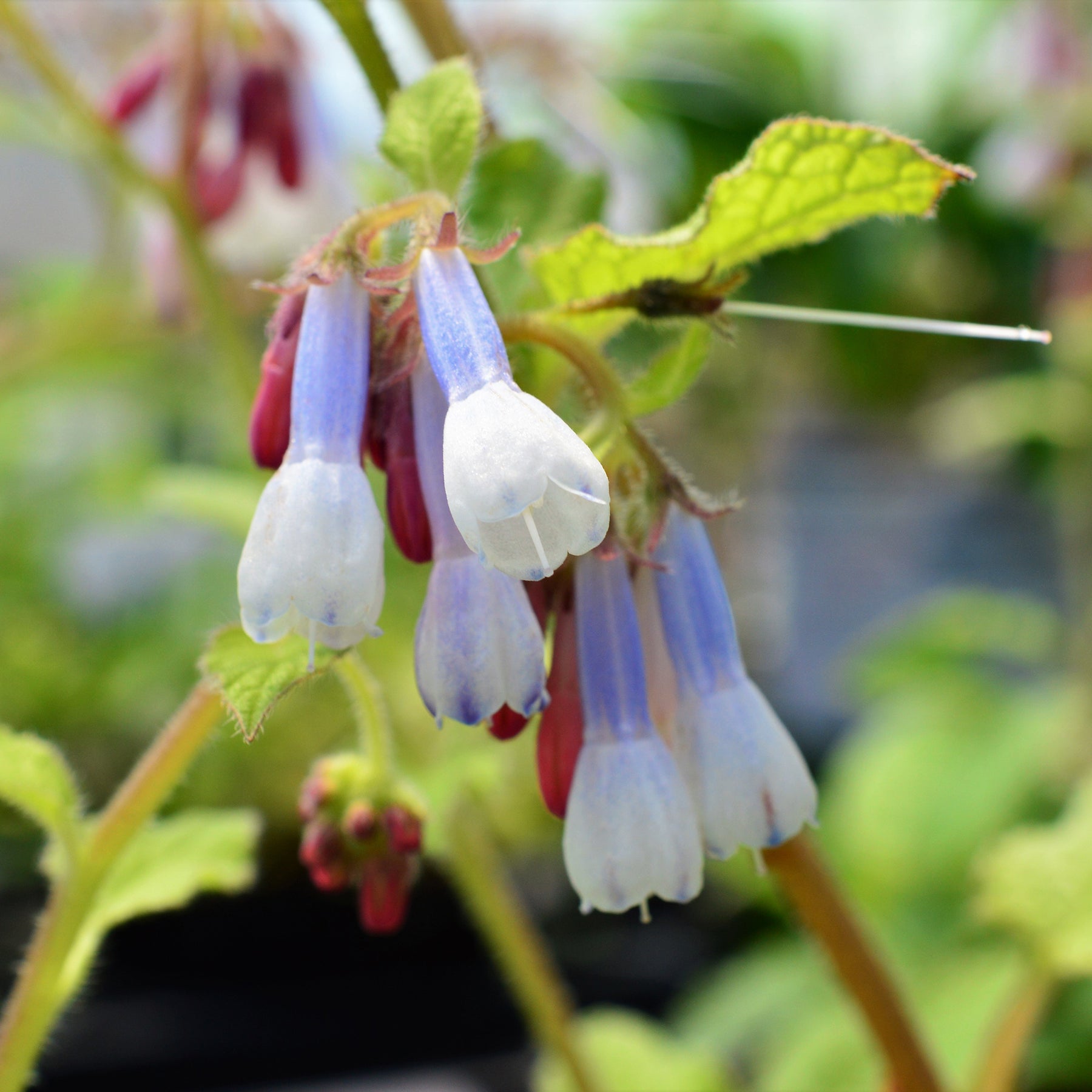 Consoude à grandes fleurs Goldsmith - Symphytum grandiflorum Goldsmith - Willemse