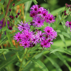 Vernonia crinita - Vernonie - Vernonie