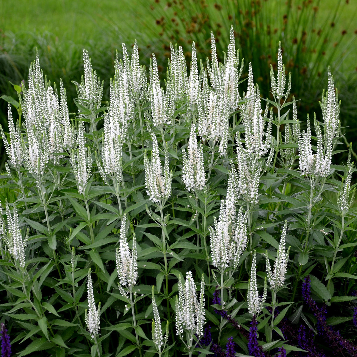 Véronique en épis blanche - Veronica spicata alba - Willemse
