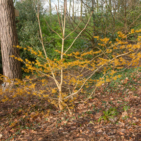 Hamamélis intermedia Orange Beauty - Hamamelis intermedia 'orange beauty' - Willemse