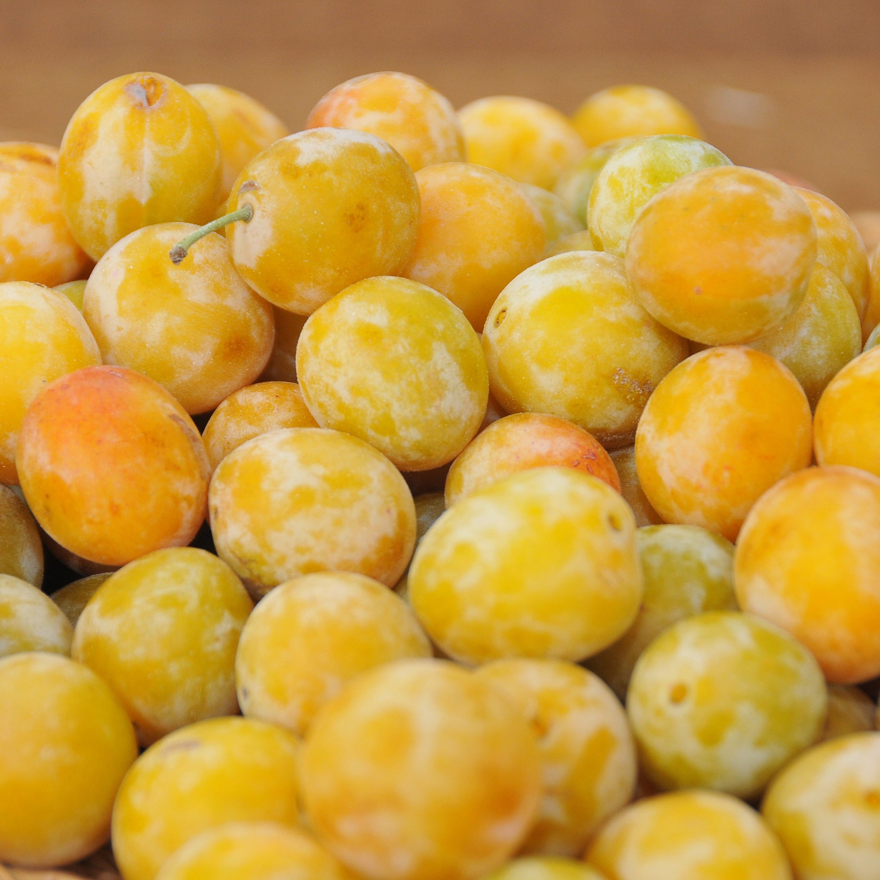 Prunier Reine-Claude d’Oullins - Willemse