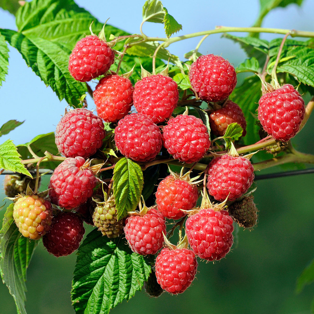 Framboisier remontant Autumn First - Willemse