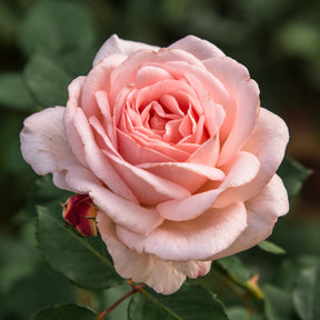 Rosier  Clair™Renaissance ® - Willemse