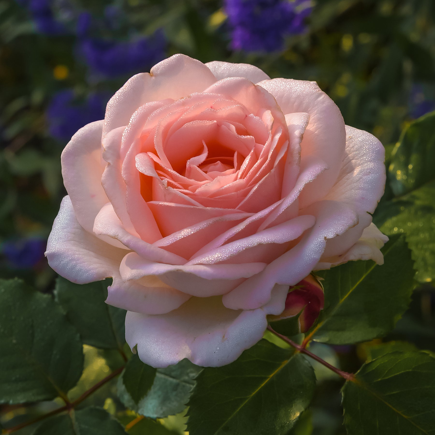 Rosa clair™renaissance ® - Rosier  Clair™Renaissance ® - Rosiers à grandes fleurs