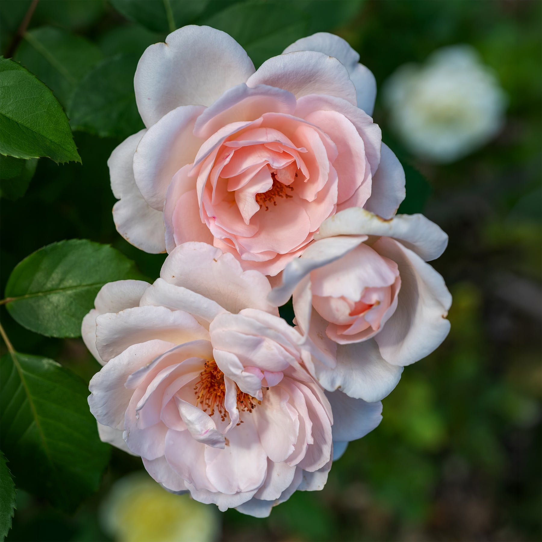 Rosier  Clair™Renaissance ® - Rosa clair™renaissance ® - Willemse