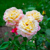 Rosier  Mme A. Meilland - Willemse