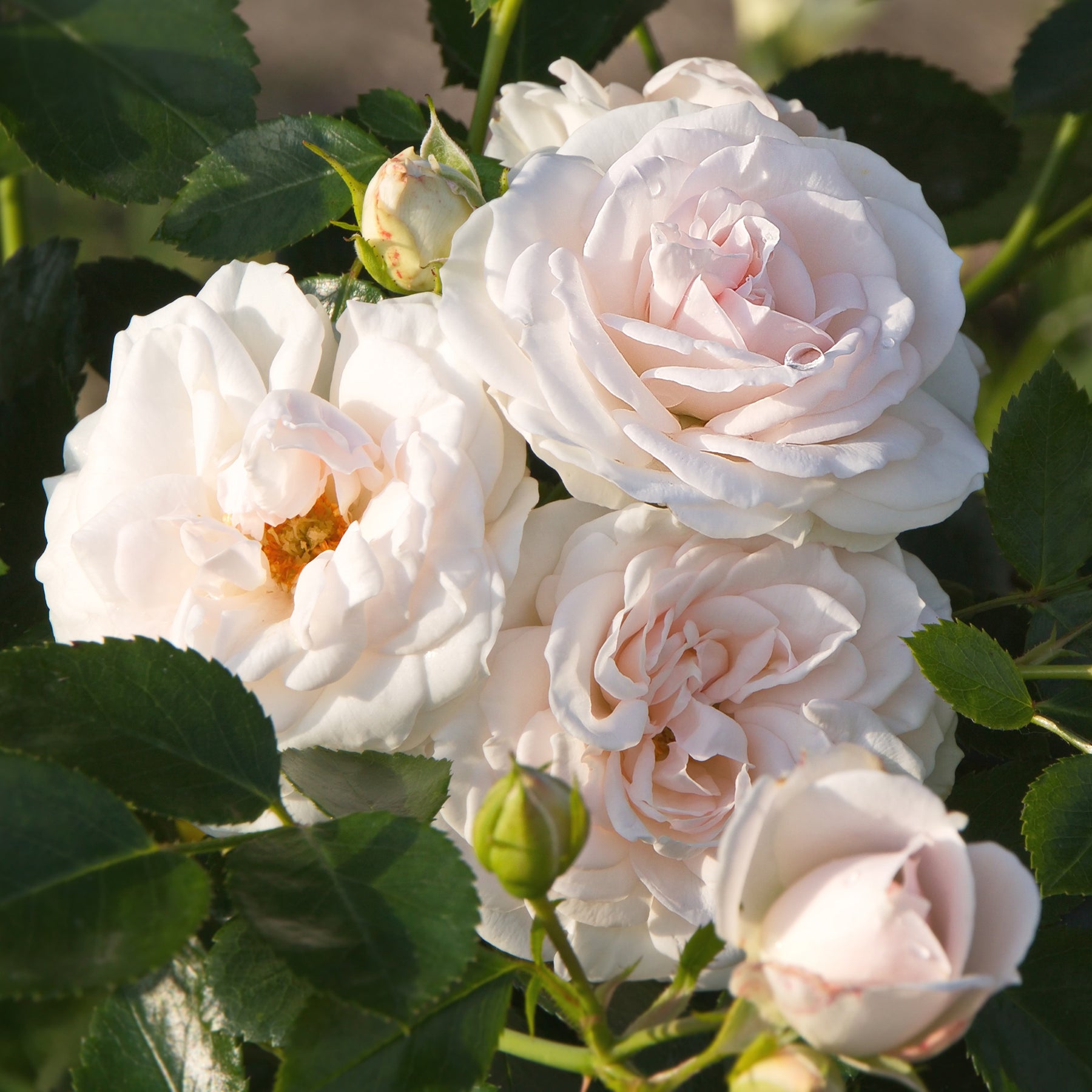 Rosier  Aspirin Rose ® - Willemse