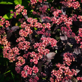 Sedum 'chocolate cherry' - Sedum Chocolate Cherry - Sédums