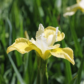 Iris de Sibérie Butter and Sugar - Willemse