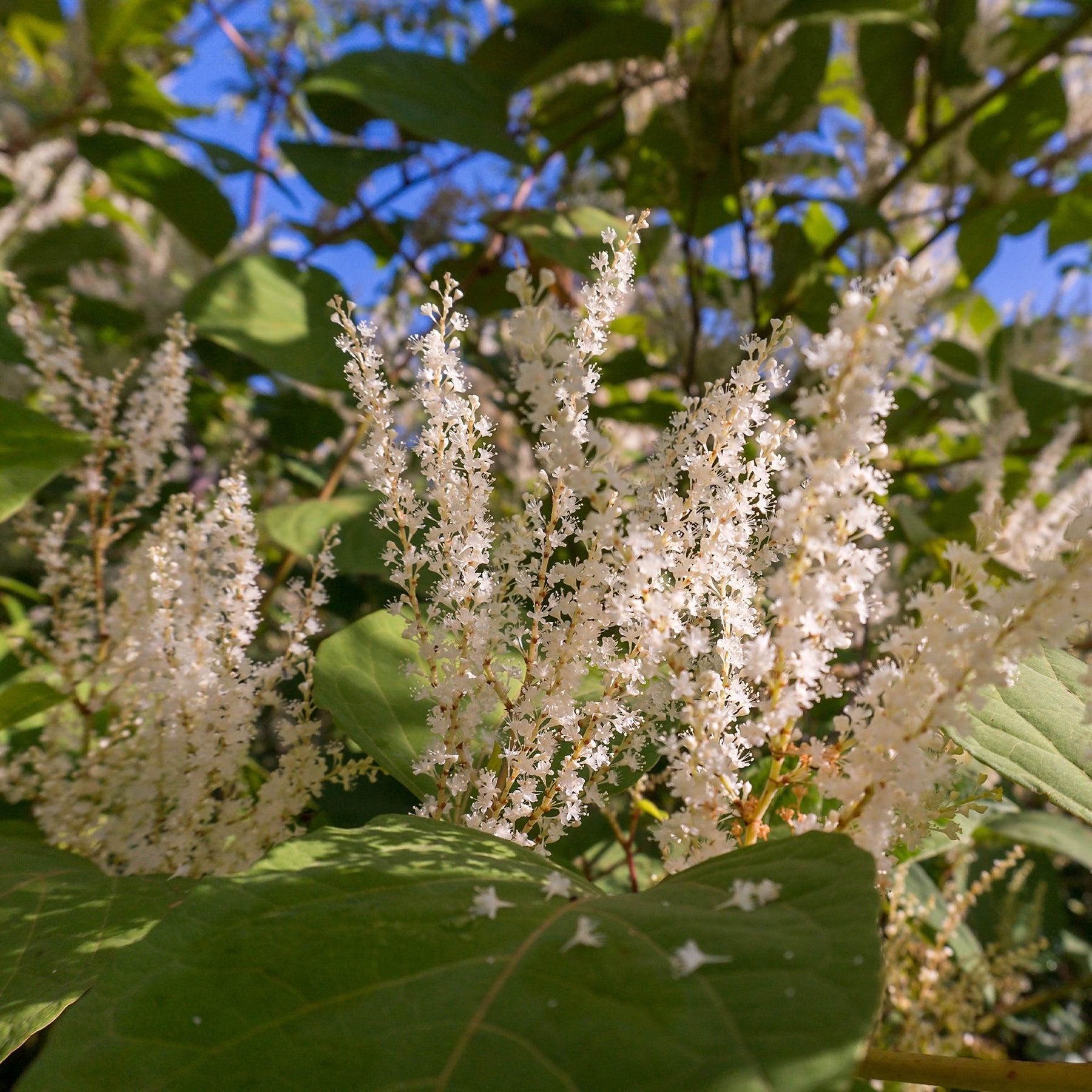 Itéa de Virginie Henrys Garnet - Itea virginica Henry's Garnet - Willemse