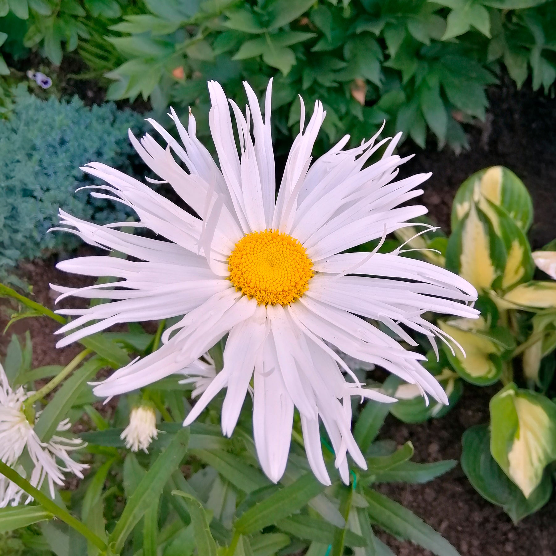 Leucanthème Sweet Daisy Rebecca - Leucanthemum sweet daisy 'rebecca' - Willemse