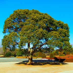 Camphrier - Cinnamomum camphora - Willemse