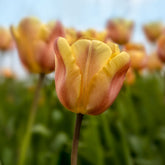 10 Tulipes Triomphe Apricot Foxx - Willemse