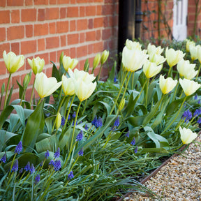 10 Tulipes Fosteriana Purissima - Tulipe - Willemse