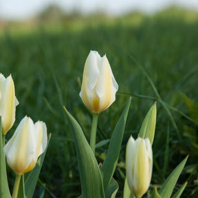 Vente 10 Tulipes Fosteriana Purissima - Tulipa 'purissima'