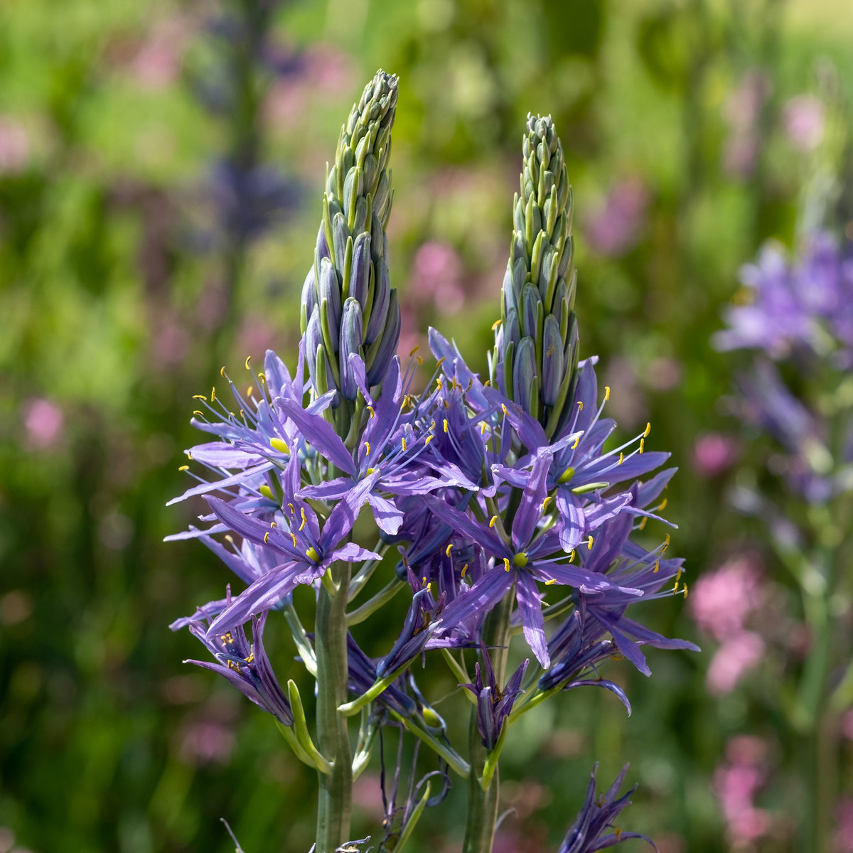 3 Camassies de Leichtlin à fleurs bleues - Willemse