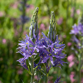 3 Camassies de Leichtlin à fleurs bleues - Willemse