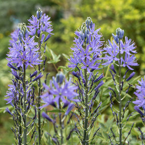 Camassia leichtlinii suksdorfii - 3 Camassies de Leichtlin à fleurs bleues - Camassia