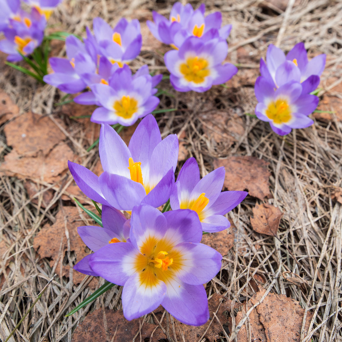 10 Crocus sublime Tricolor - Willemse