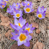 10 Crocus sublime Tricolor - Willemse