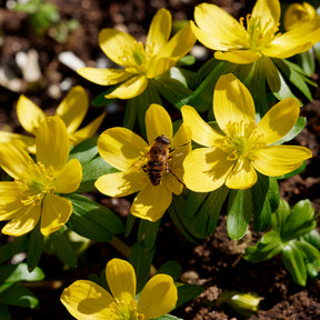 Eranthis hyemalis - 10 Helléborines - Bulbes à floraison printanière