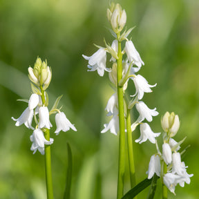 10 Jacinthes d'Espagne à fleurs blanches - Willemse