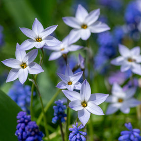 Bulbes à floraison printanière - 15 Etoiles de printemps Wisley Blue - Ipheion uniflorum 'wisley blue'
